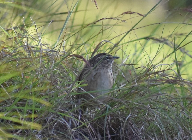 linduška himálajská - ML644988160