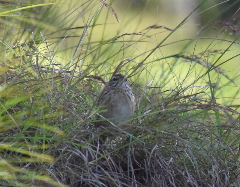 linduška himálajská - ML644988162