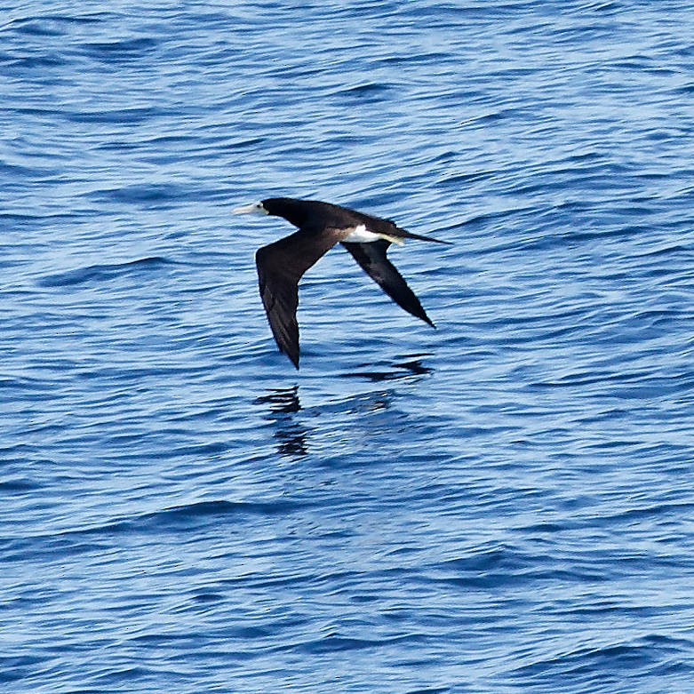 Brown Booby - ML644988163