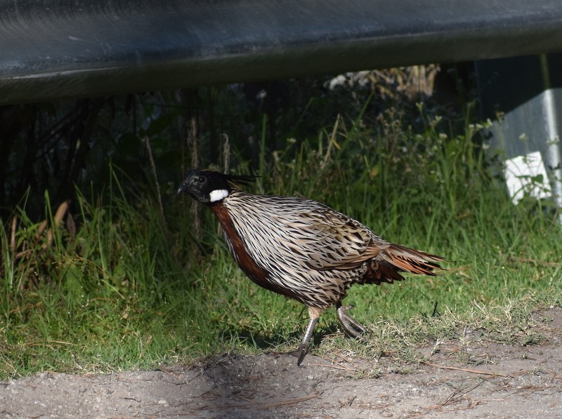 ミノキジ - ML644988166