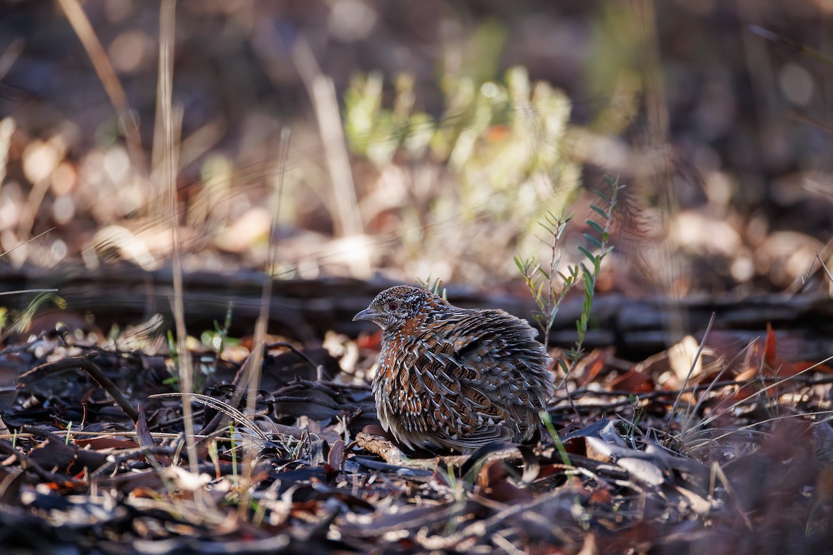 Boyalı Bıldırcınyelvesi - ML644988172