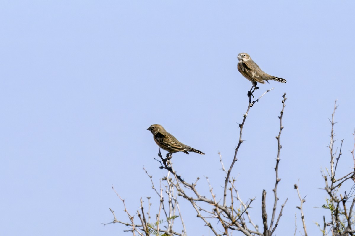 カタジロクロシトド - ML644988216