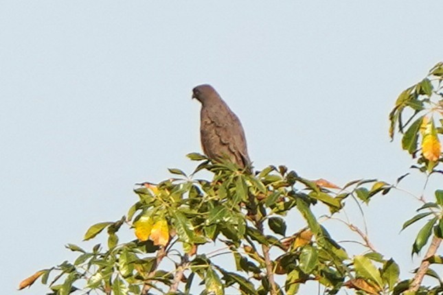 Grasshopper Buzzard - ML644988231