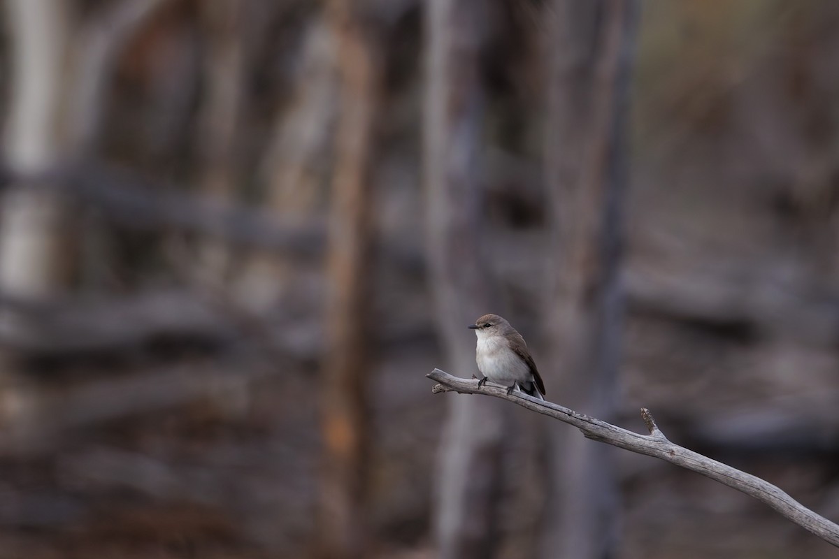 Miro enchanteur - ML644988236