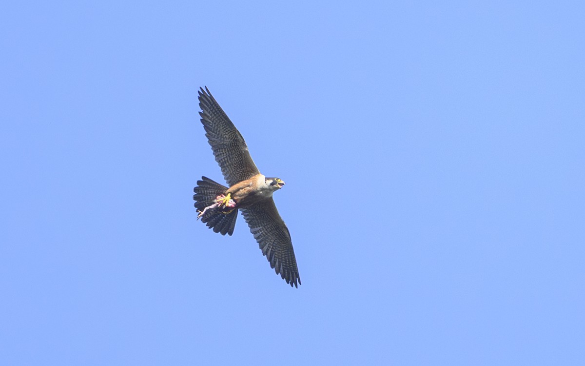 Peregrine Falcon - ML644988244