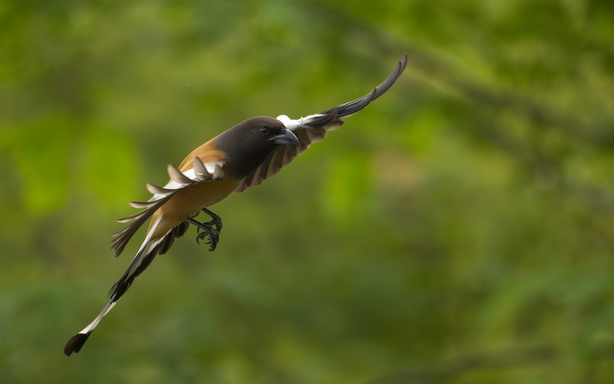 Rufous Treepie - ML644988249