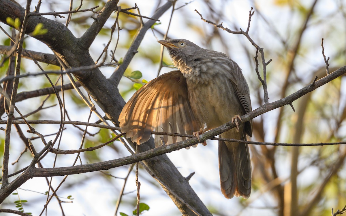 Jungle Babbler - ML644988265