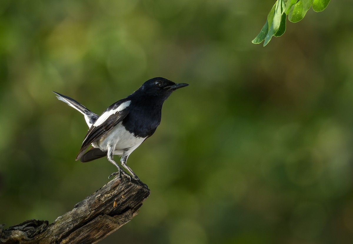 Oriental Magpie-Robin - ML644988271