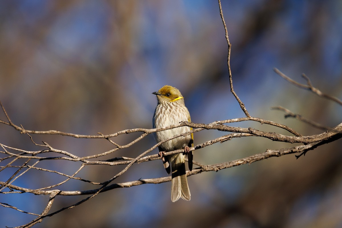 Yellow-plumed Honeyeater - ML644988281
