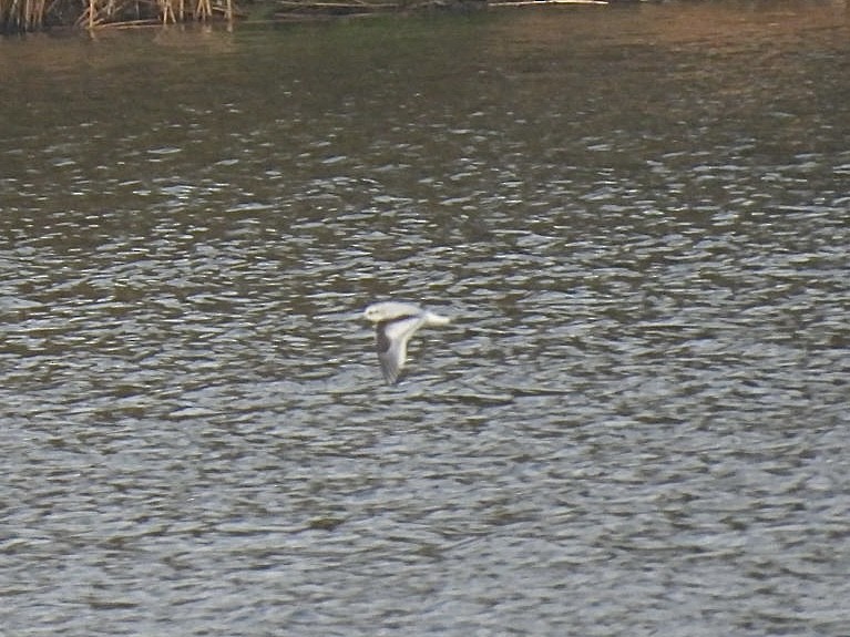 Little Gull - ML644988288