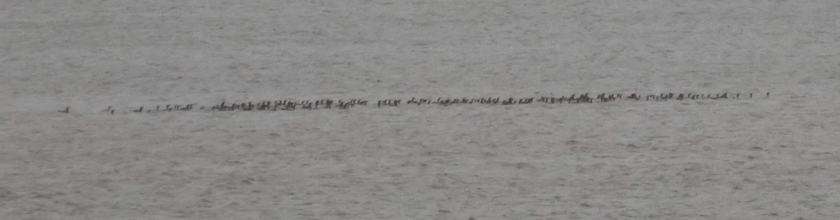 Double-crested Cormorant - ML644988309