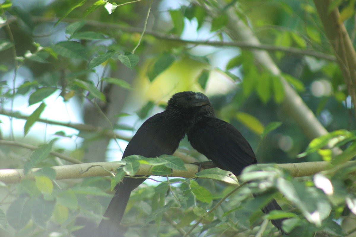 glattnebbani - ML644988325