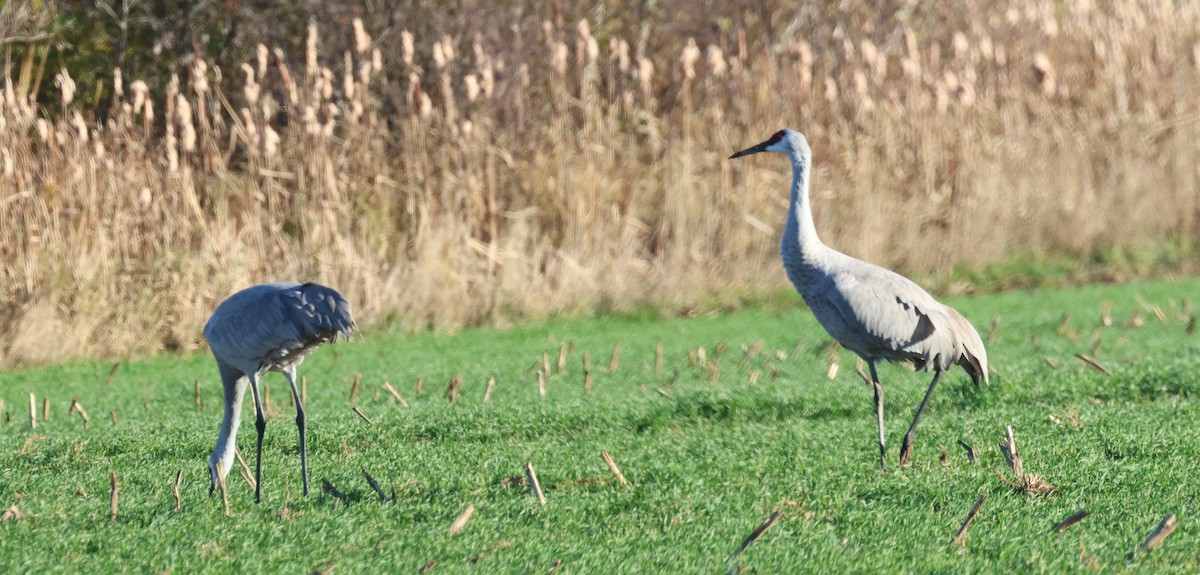 Орог тогоруу - ML644988329