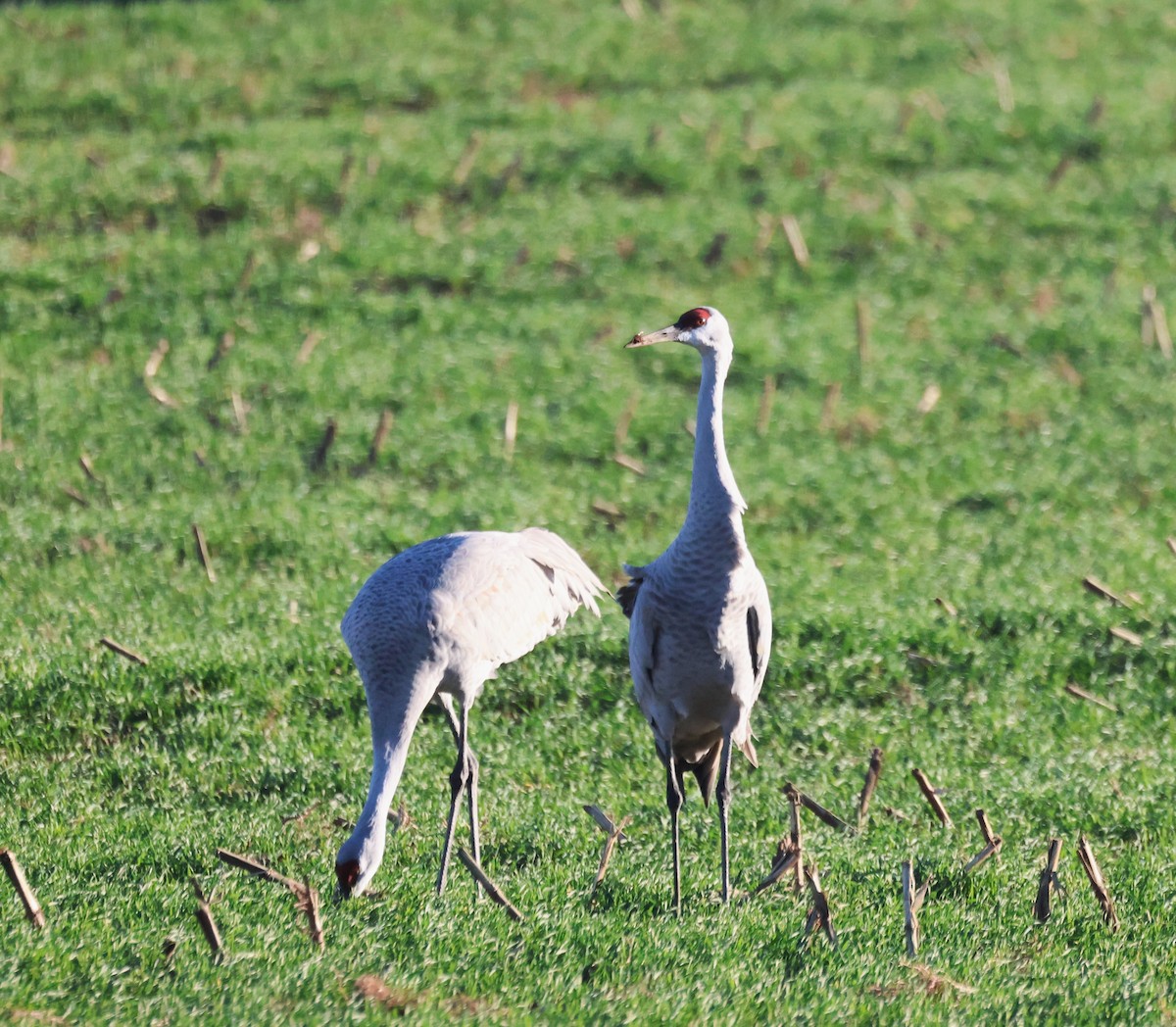 Орог тогоруу - ML644988330