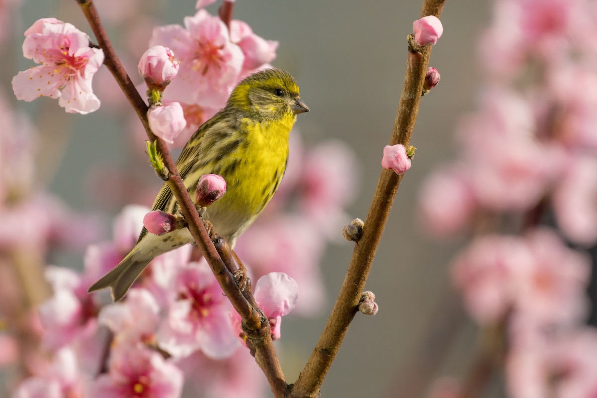 Txirriskila arrunta - ML644988338