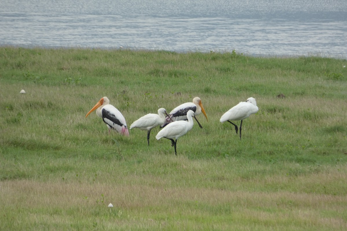 白琵鷺 - ML644988366