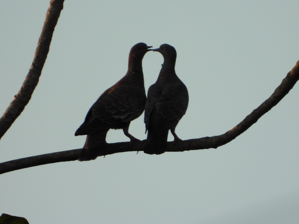 アカメバト - ML644988369