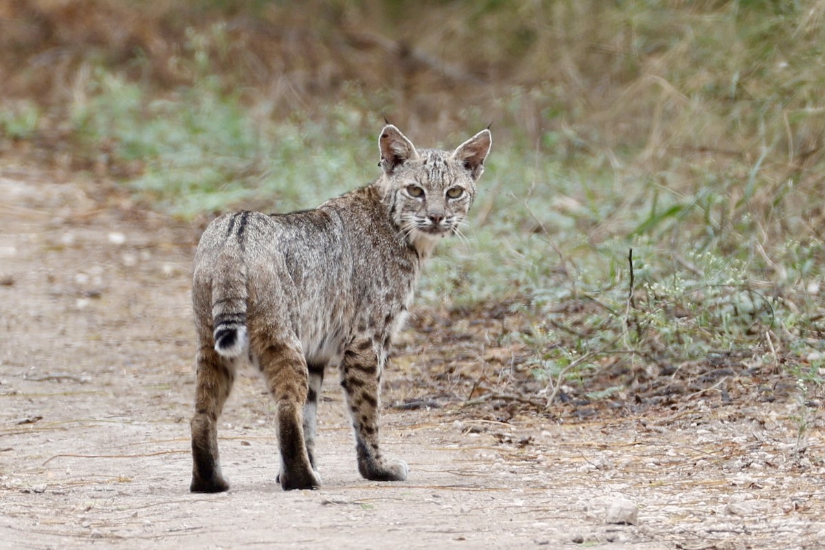 Bobcat - ML644988377