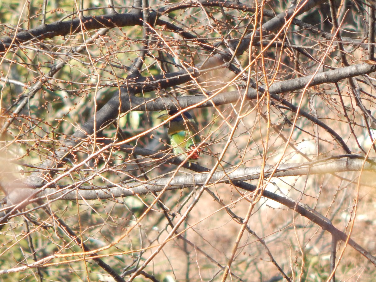 Barbu géant - ML644988379