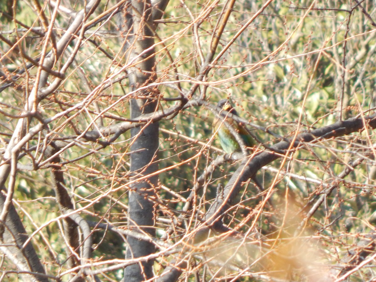 Barbu géant - ML644988381