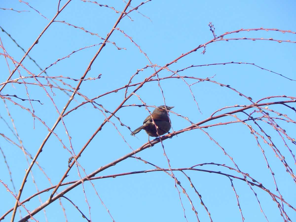 Garrulaxe barré - ML644988387