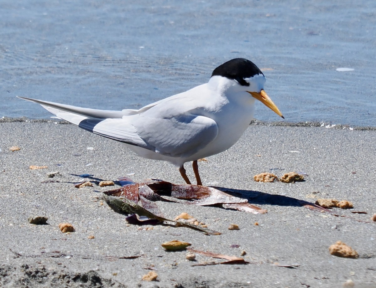 Australian Fairy Tern - ML644988389