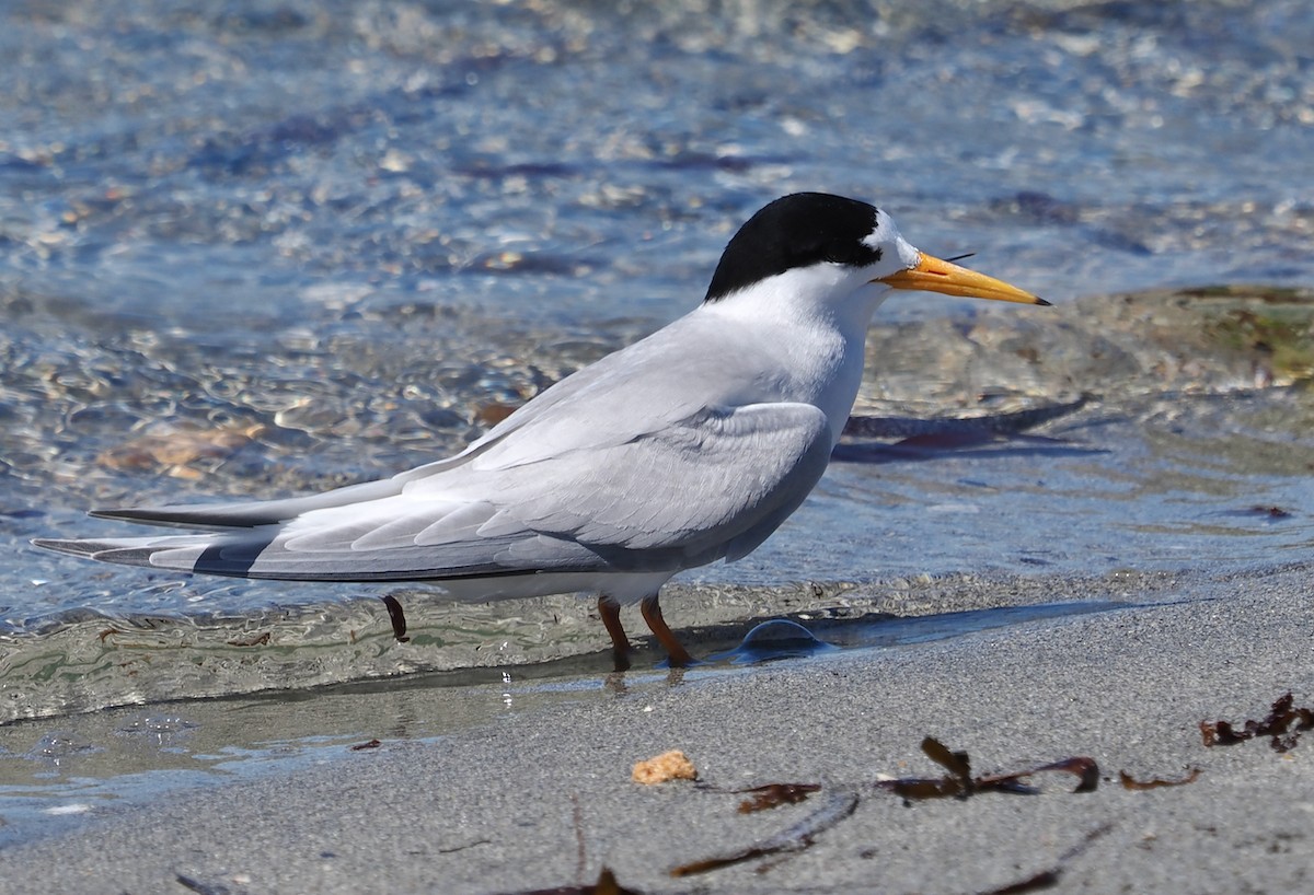 Australian Fairy Tern - ML644988390