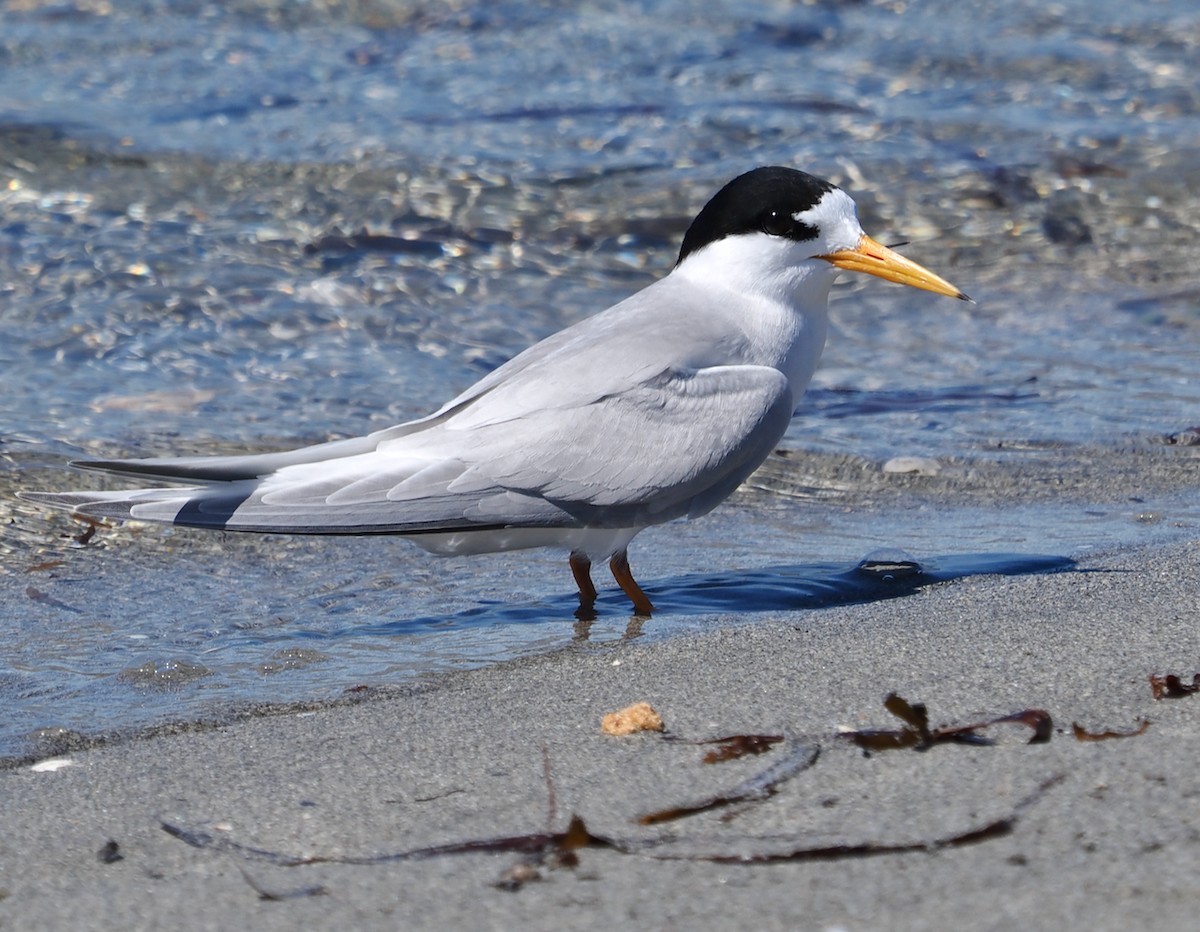 Australian Fairy Tern - ML644988391