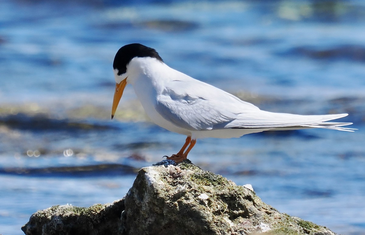 Australian Fairy Tern - ML644988392