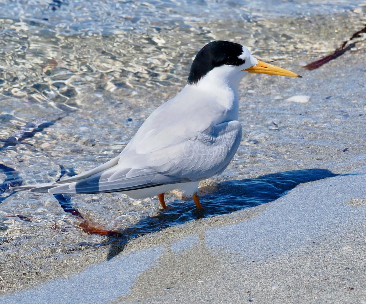 Australian Fairy Tern - ML644988393