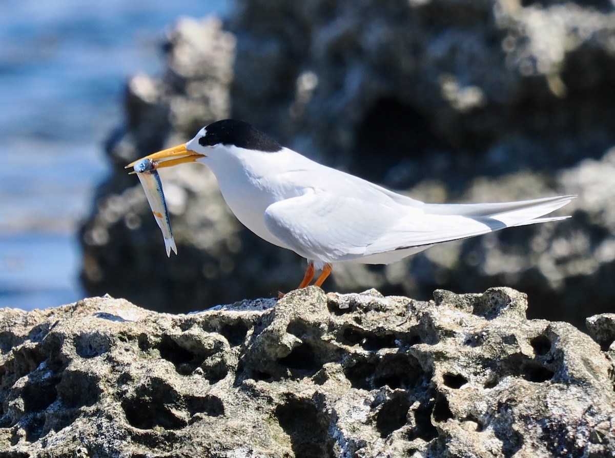 Australian Fairy Tern - ML644988394