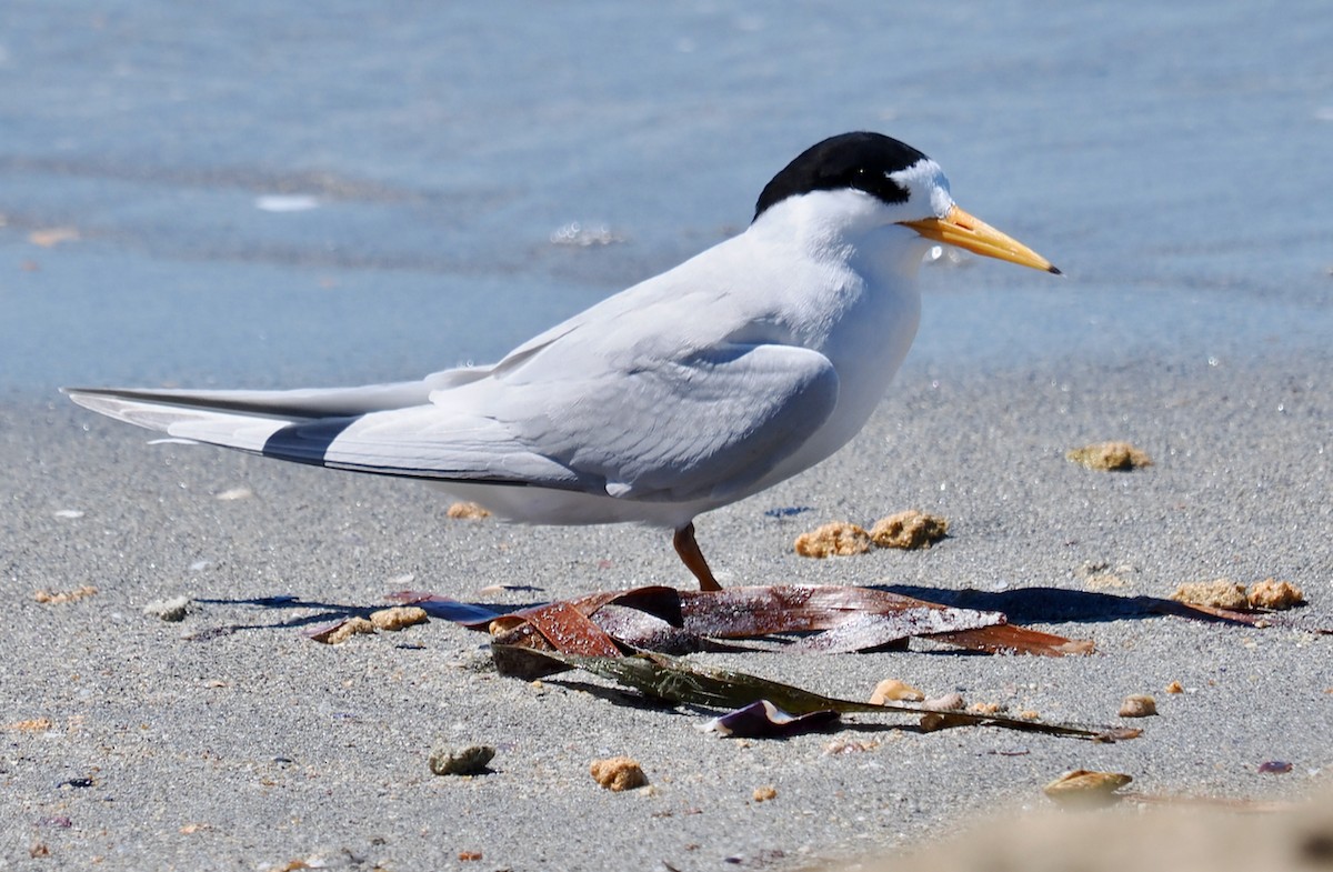 Australian Fairy Tern - ML644988395