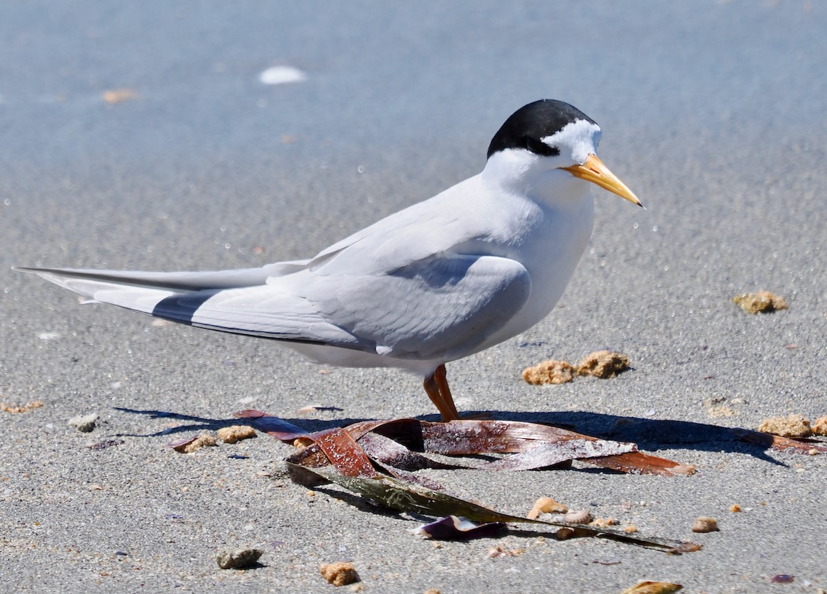 Australian Fairy Tern - ML644988396