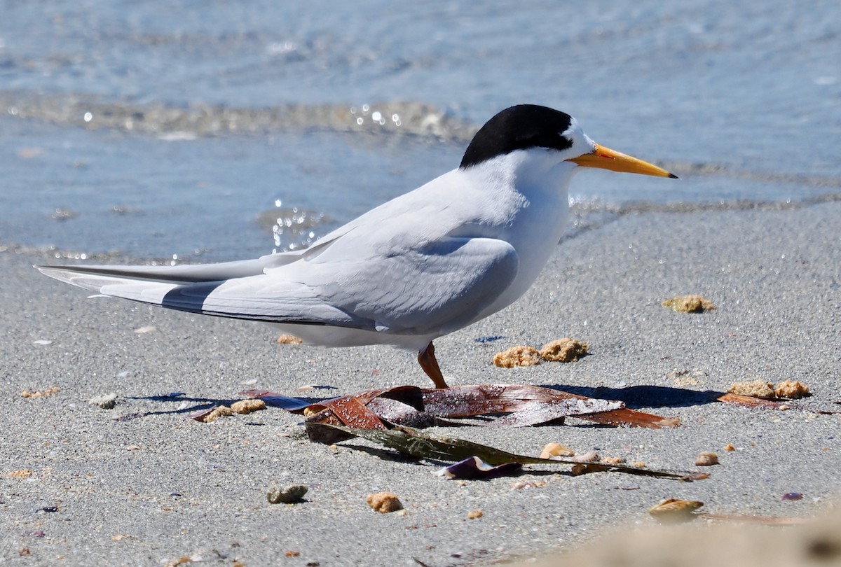 Australian Fairy Tern - ML644988399