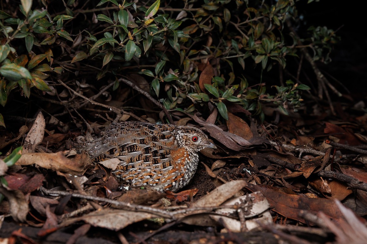 Boyalı Bıldırcınyelvesi - ML644988418