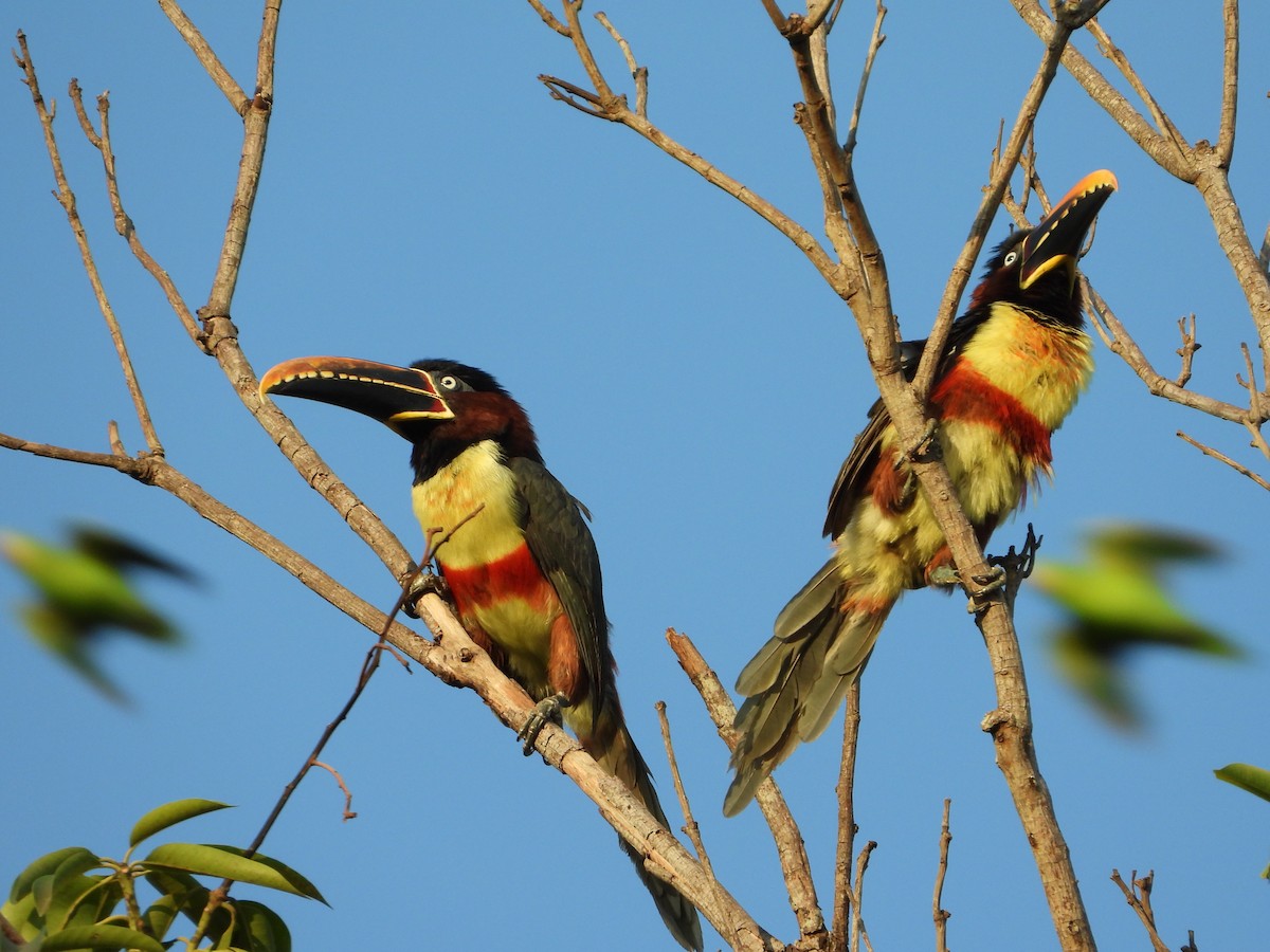 arassari hnědouchý - ML644988426