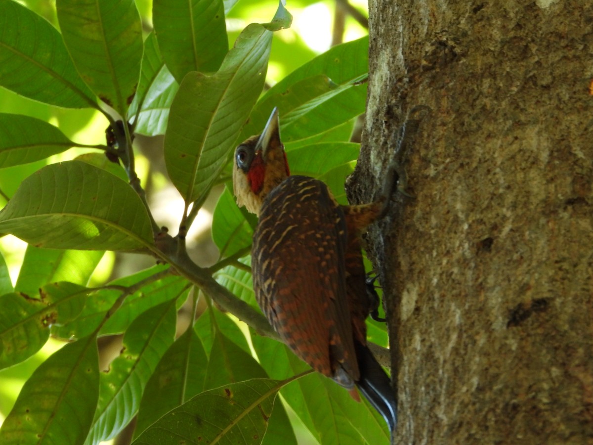 Pale-crested Woodpecker - ML644988433