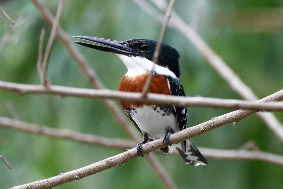 Green Kingfisher - ML644988444
