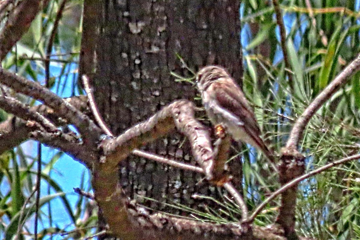 Miro enchanteur - ML644988462