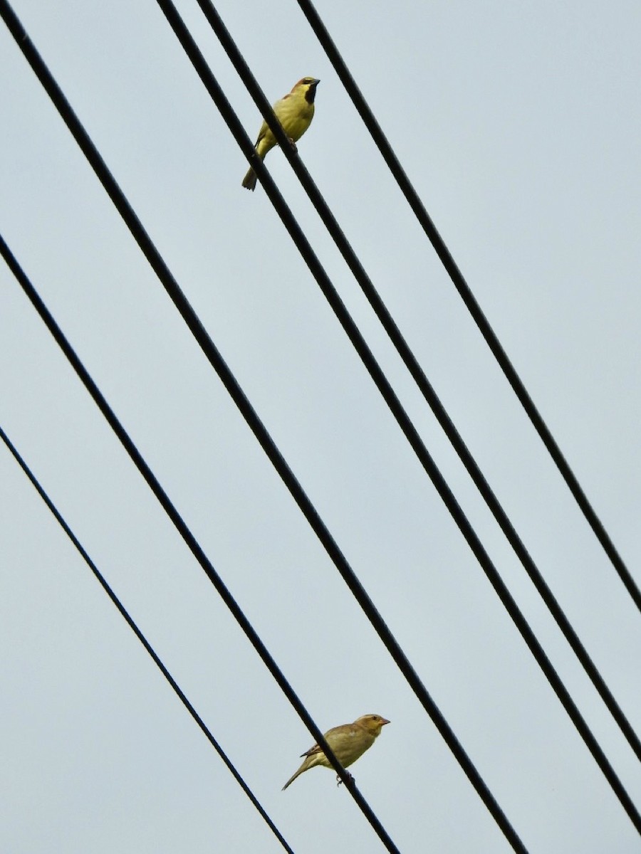 セアカスズメ - ML644988492