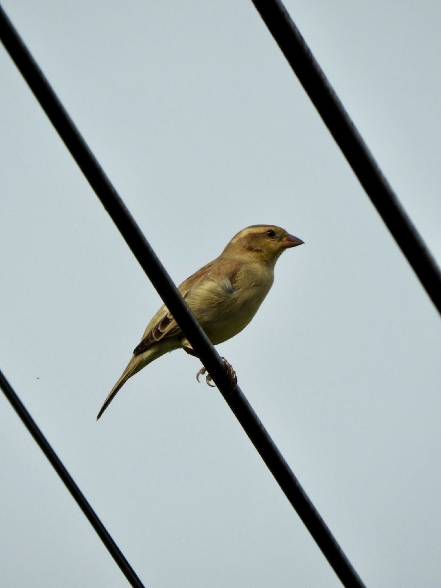 セアカスズメ - ML644988493