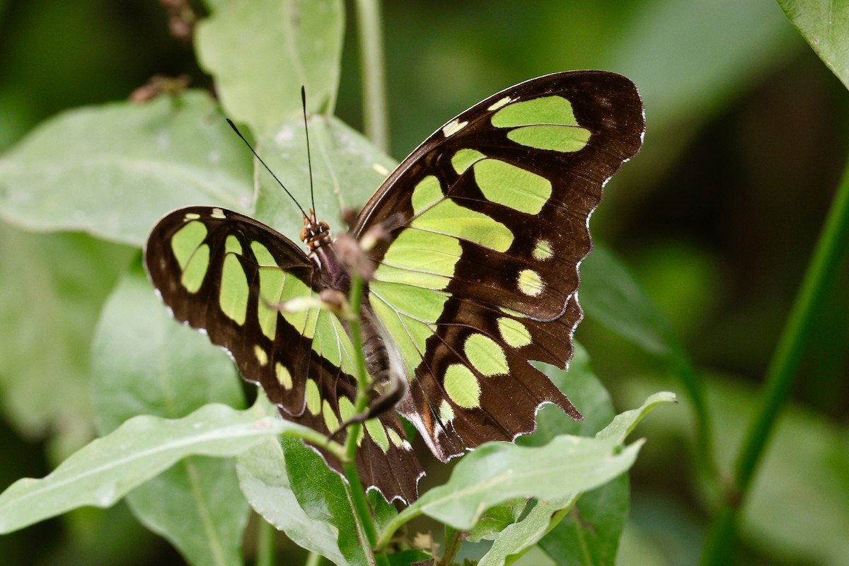 Malachite - ML644988513