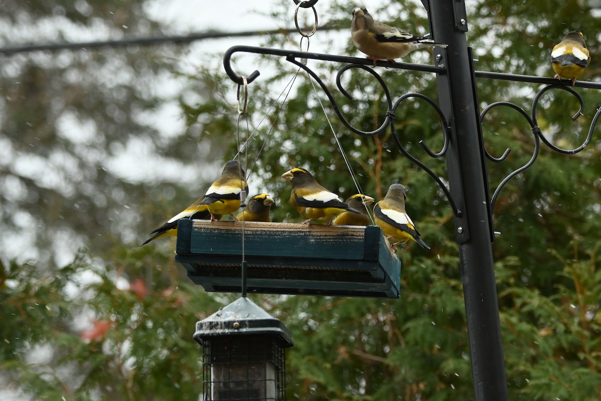 Evening Grosbeak - ML644988517