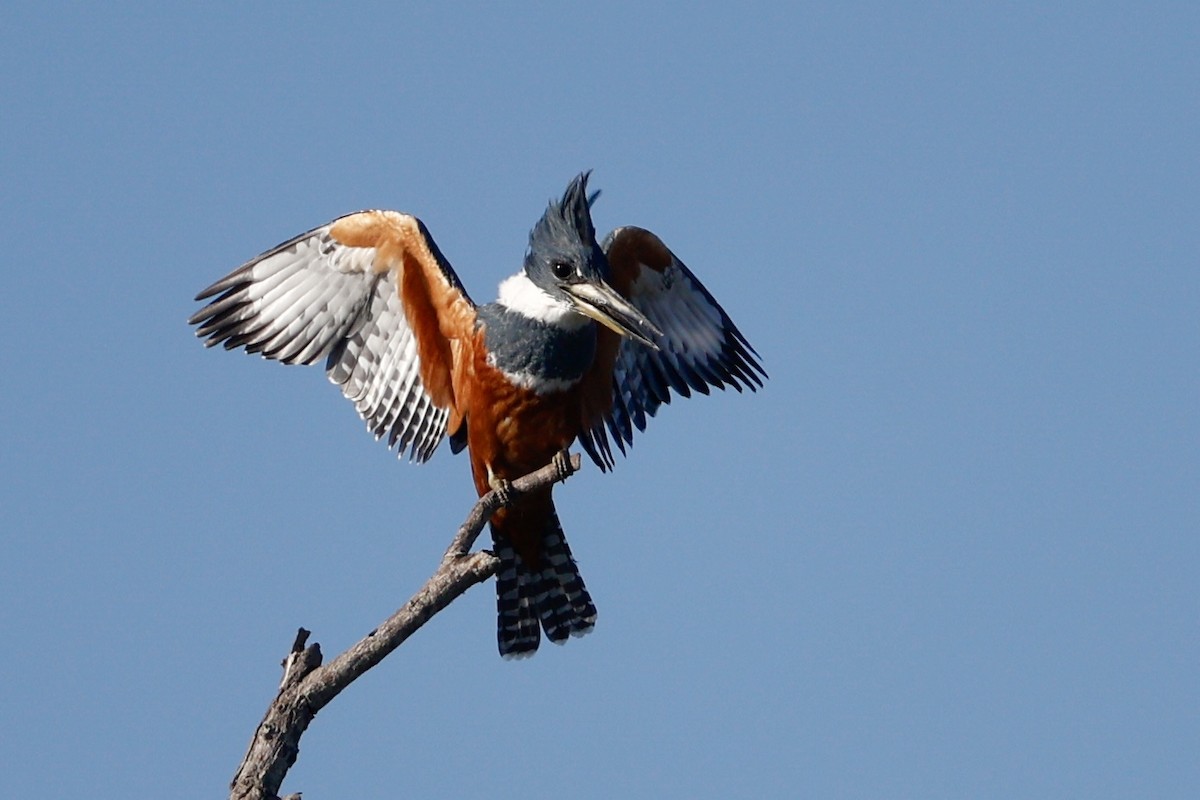 Ringed Kingfisher - ML644988533