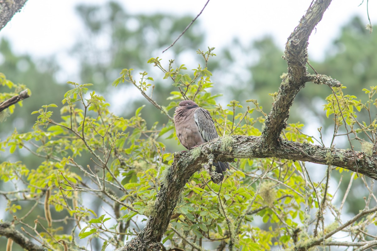 アカメバト - ML644988552