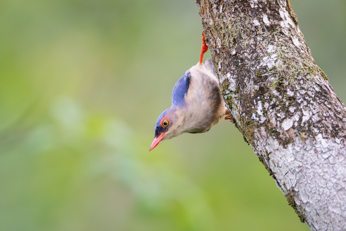 Velvet-fronted Nuthatch - ML644988579