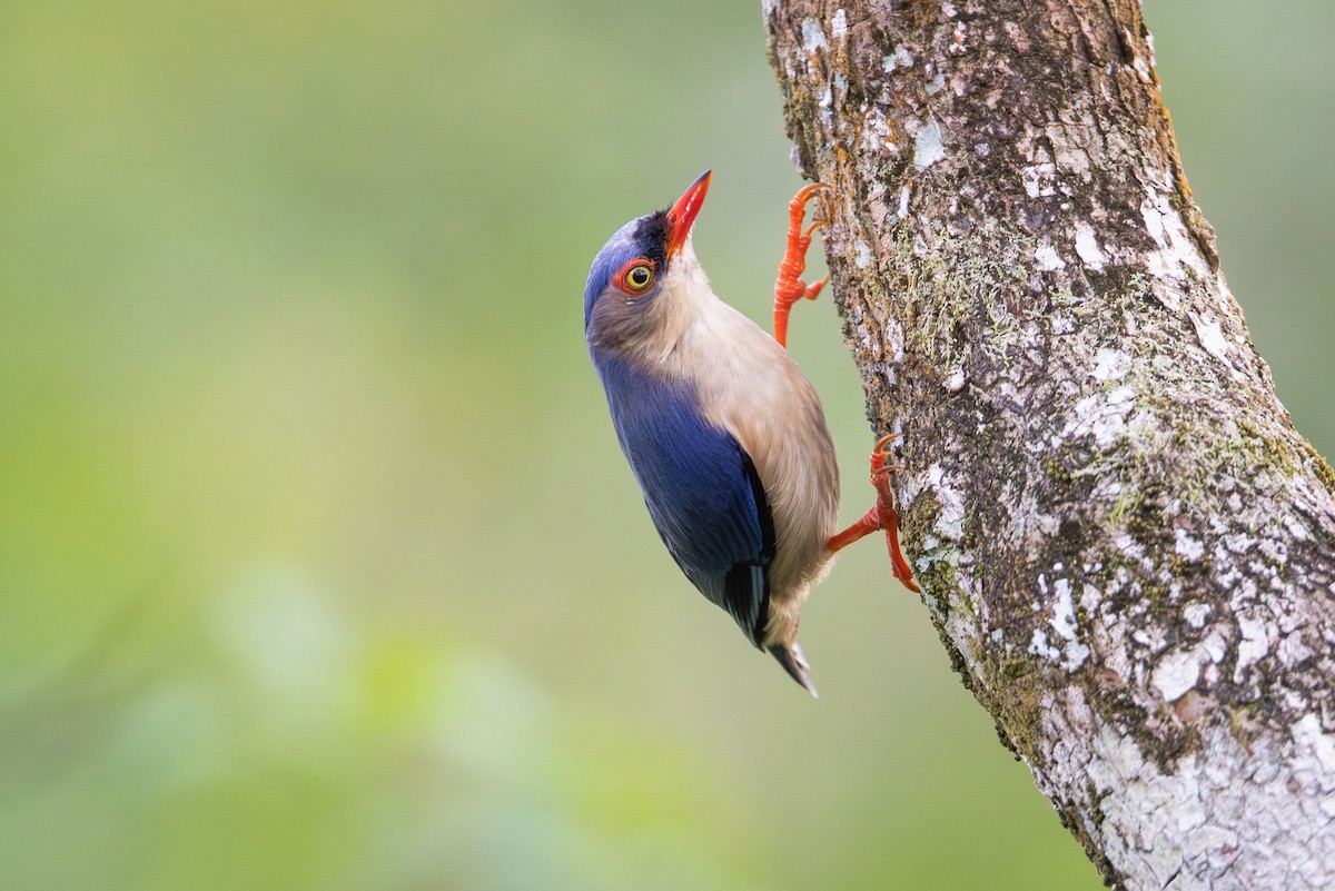 Velvet-fronted Nuthatch - ML644988580