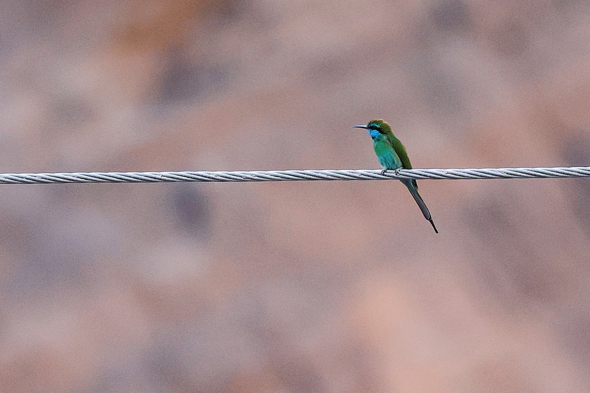 Arabian Green Bee-eater - ML644988598