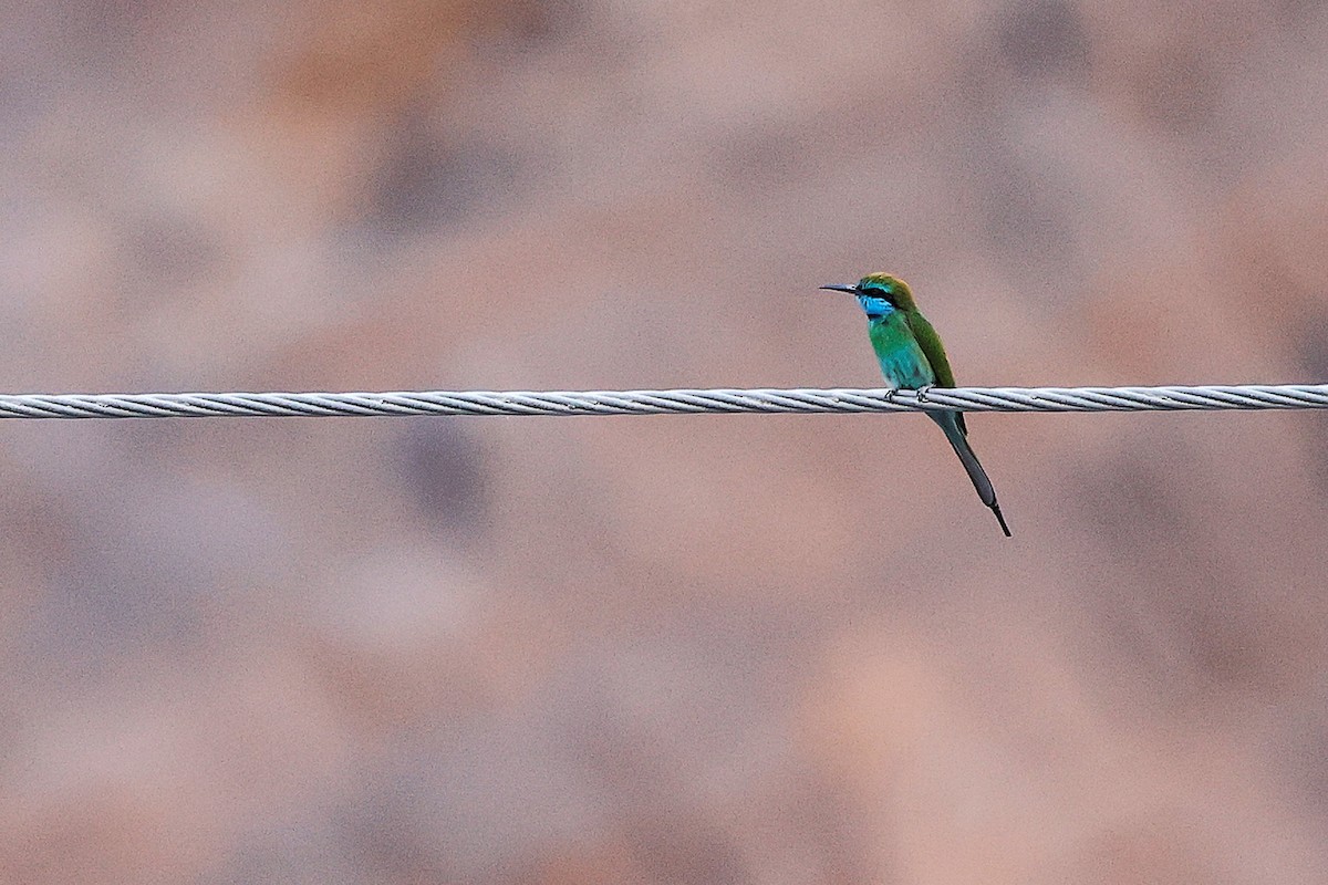 Arabian Green Bee-eater - ML644988599