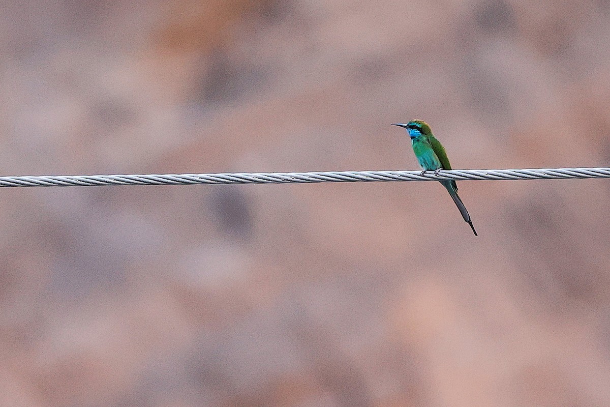 Arabian Green Bee-eater - ML644988600